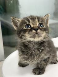 Shelter Stray Male Cat last seen W Pine St, Bridgeton, NC, 1639 Old Airport Rd, New Bern, NC 28562, USA