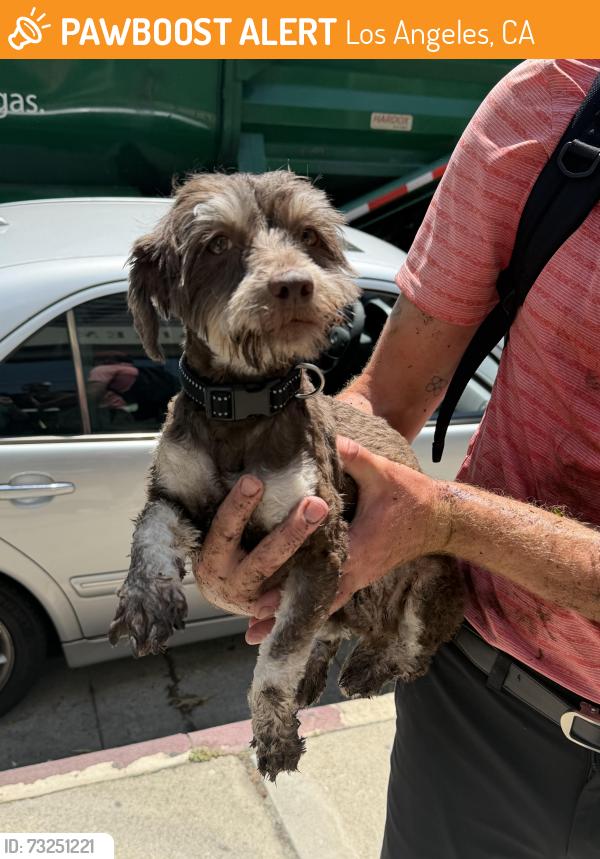 Found/Stray Unknown Dog last seen Moorpark and Tujunga, Los Angeles, CA 91602