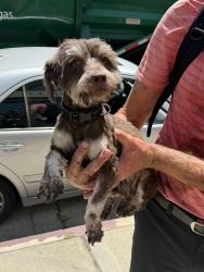 Found/Stray Unknown Dog last seen Moorpark and Tujunga, Los Angeles, CA 91602