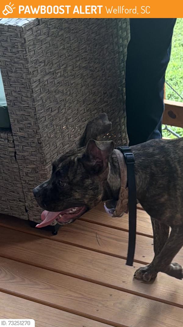 Found/Stray Unknown Dog last seen Main Street and Carver Street, Wellford, SC 29385