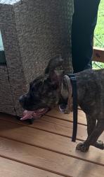 Found/Stray Unknown Dog last seen Main Street and Carver Street, Wellford, SC 29385