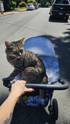 Lost Female Cat last seen 140th/74th redmond, Redmond, WA 98052