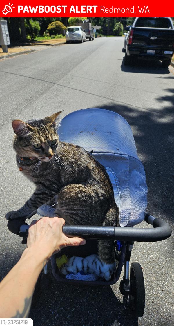 Lost Female Cat last seen 140th/74th redmond, Redmond, WA 98052