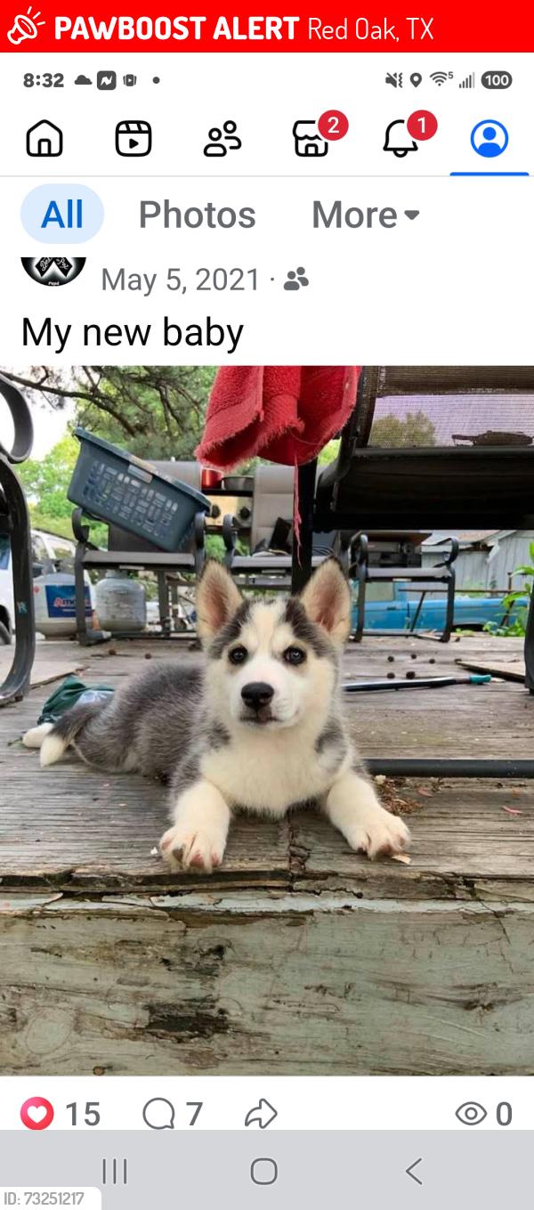 Lost Male Dog last seen Ovilla, Red Oak, TX 75154