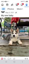 Lost Male Dog last seen Ovilla, Red Oak, TX 75154