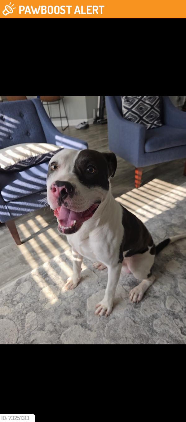 Found/Stray Male Dog last seen Caroline acres road, Lancaster County, SC 29707