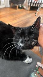 Reunited Female Cat last seen Otterden street SE6, Greater London, England SE6 3SJ