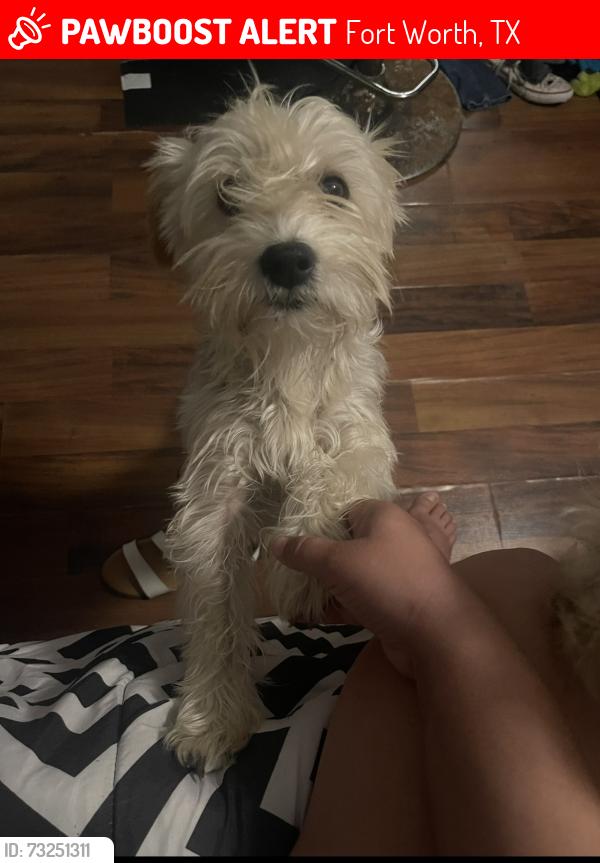 Lost Female Dog last seen Robert cut off, Fort Worth, TX 76114