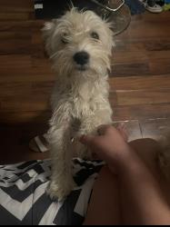 Lost Female Dog last seen Robert cut off, Fort Worth, TX 76114