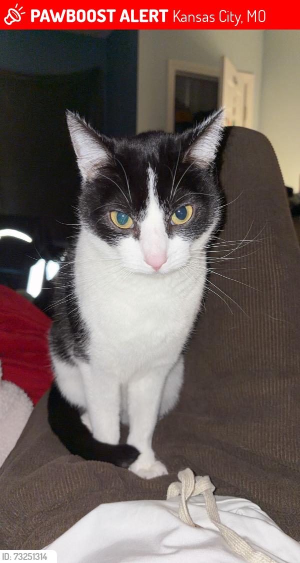 Lost Female Cat last seen West Plaza, Kansas City, MO 64112