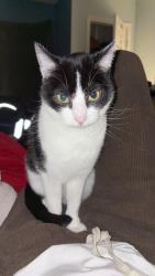 Lost Female Cat last seen West Plaza, Kansas City, MO 64112