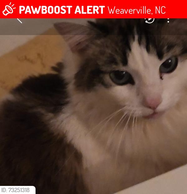 Lost Female Cat last seen Reems creek mart (citgo), Weaverville, NC 28787