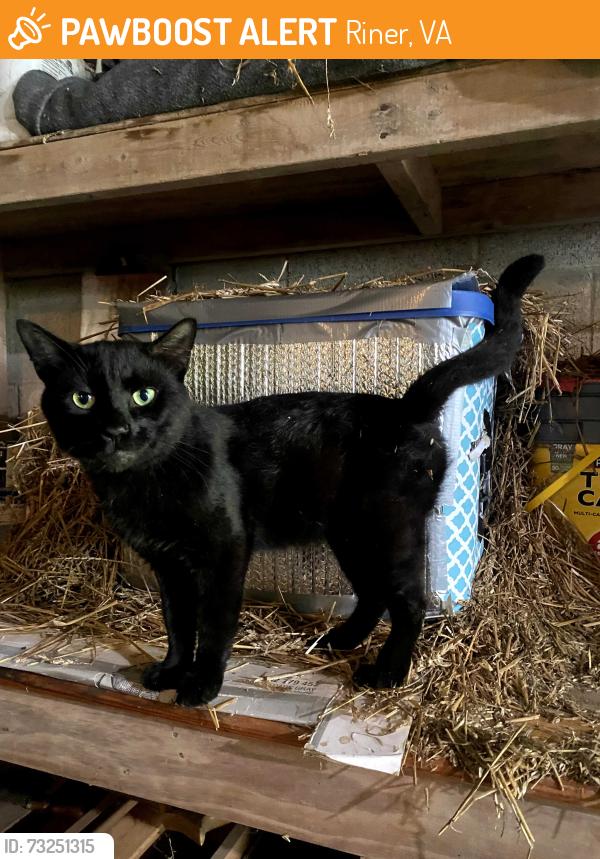 Found/Stray Male Cat last seen Route 8 & Little Camp Rd, Riner, VA 24149