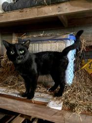 Found/Stray Male Cat last seen Route 8 & Little Camp Rd, Riner, VA 24149