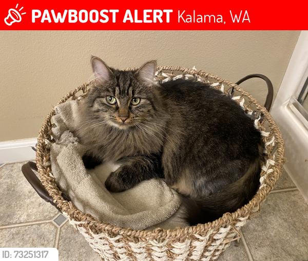 Lost Female Cat last seen Todd rd, Kalama, WA 98625