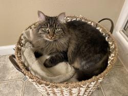 Lost Female Cat last seen Todd rd, Kalama, WA 98625