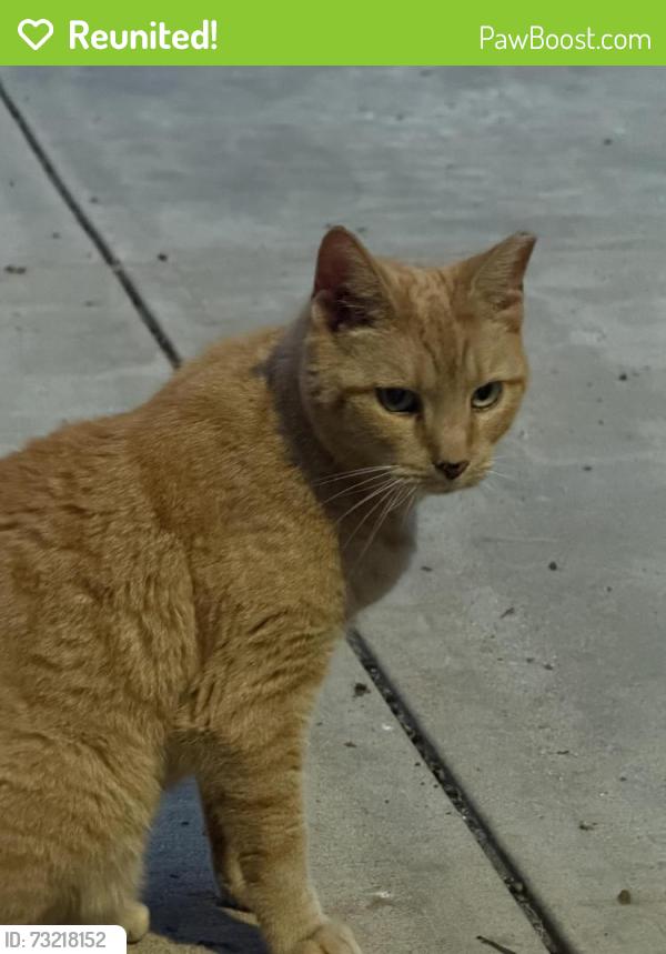 Reunited Unknown Cat last seen Whittier/Romanowski Street, Carteret, NJ 07008