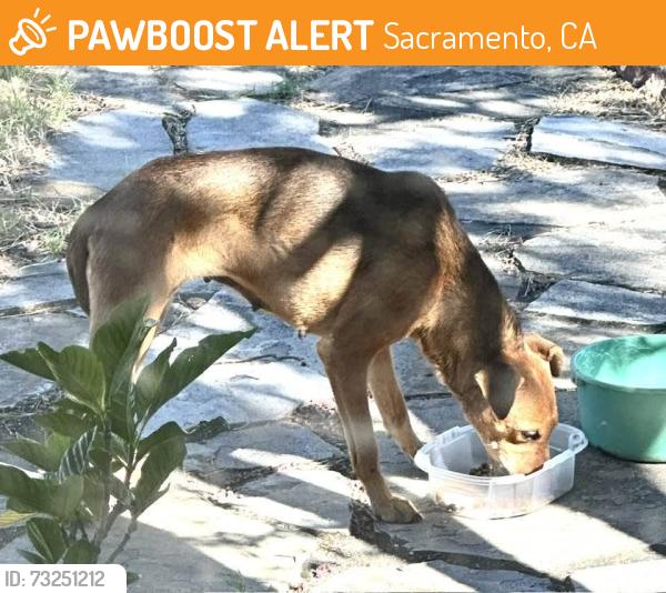 Found/Stray Female Dog last seen Lawrence Park, Sacramento, CA 95820