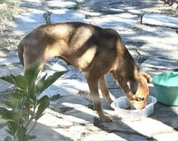 Found/Stray Female Dog last seen Lawrence Park, Sacramento, CA 95820