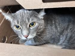 Shelter Stray Male Cat last seen Apt 13C,2201 First Avenue, NEW YORK, NY, 10029, 326 E 110th St, New York, NY 10029, USA