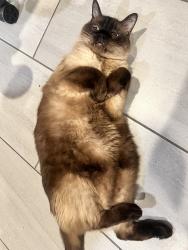 Lost Male Cat last seen E Vernon blvd and avalon blvd, Los Angeles, CA 90011