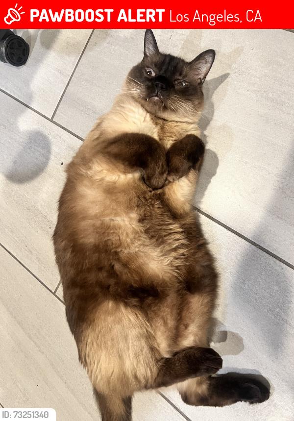 Lost Male Cat last seen E Vernon blvd and avalon blvd, Los Angeles, CA 90011