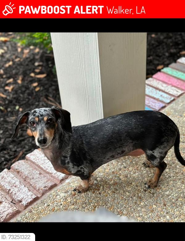 Lost Male Dog last seen Punk Smith Park, Walker, LA 70785
