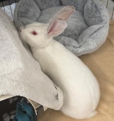 Shelter Stray Unknown Rabbit last seen Near Murrita Boulevard, LIVERMORE, CA, 94550, 8323 Baldwin St, Oakland, CA 94621, USA