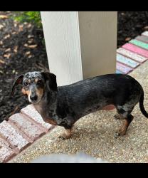 Lost Male Dog last seen Punk Smith Park, Walker, LA 70785