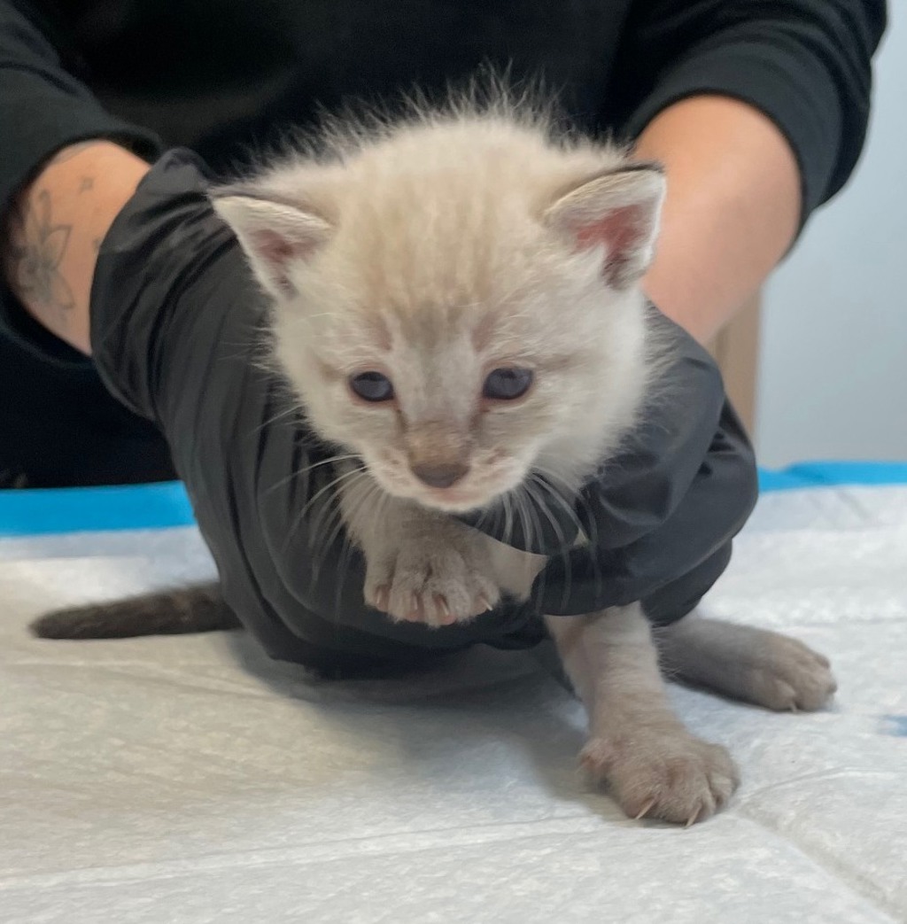 Shelter Stray Male Cat last seen Near Judson Street, San Diego, CA, 92111, 5500 Gaines St, San Diego, CA 92110, USA