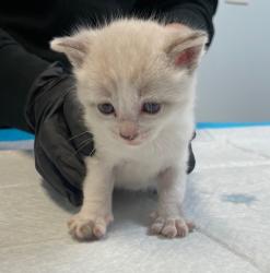 Shelter Stray Male Cat last seen Near Judson Street, San Diego, CA, 92111, 5500 Gaines St, San Diego, CA 92110, USA