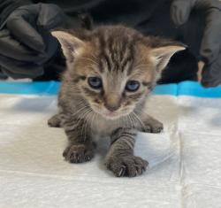Shelter Stray Male Cat last seen Near Judson Street, San Diego, CA, 92111, 5500 Gaines St, San Diego, CA 92110, USA