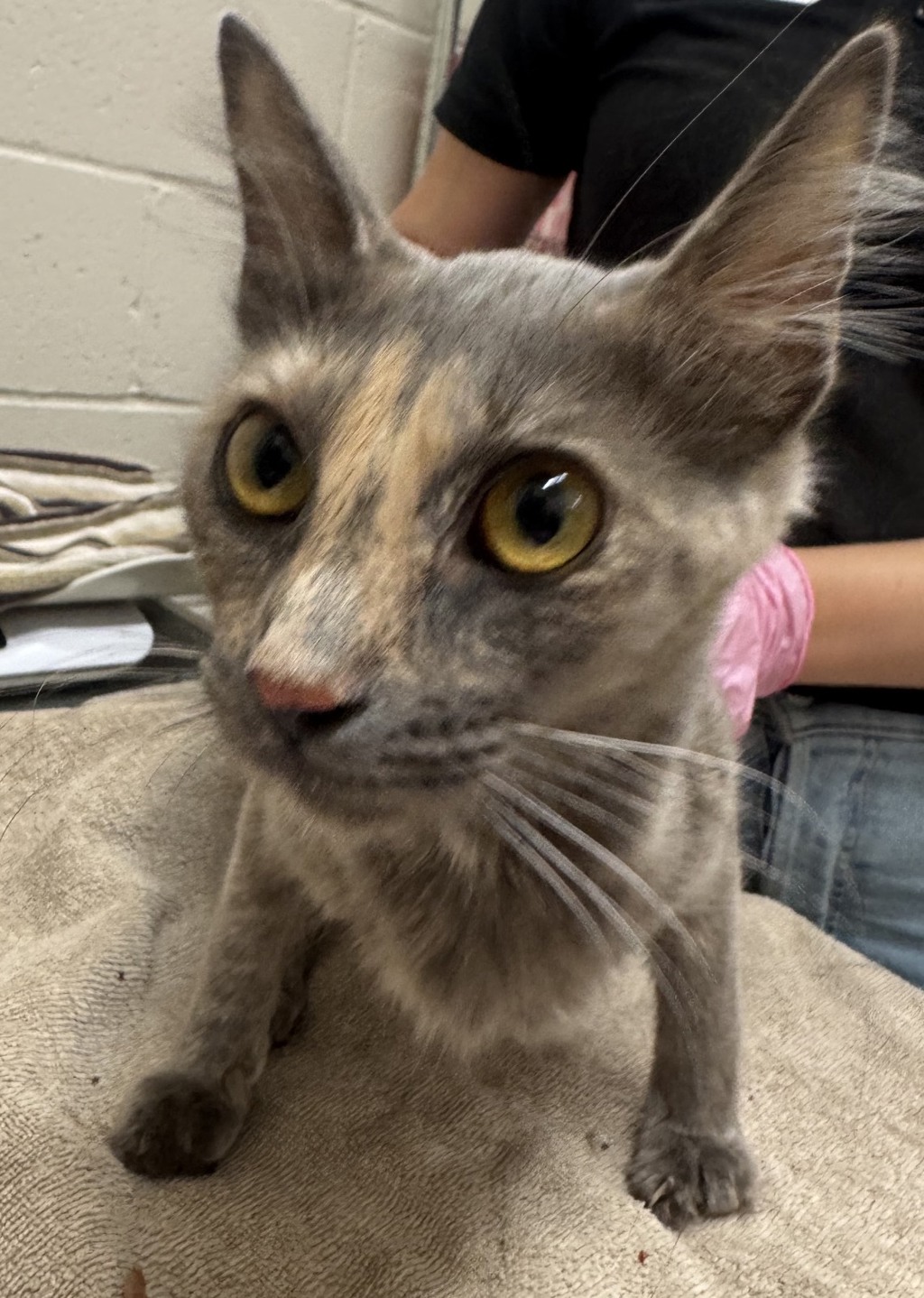 Shelter Stray Female Cat last seen Near Wisconsin Avenue, El Cajon, CA, 92020, El Cajon, CA 92020, USA