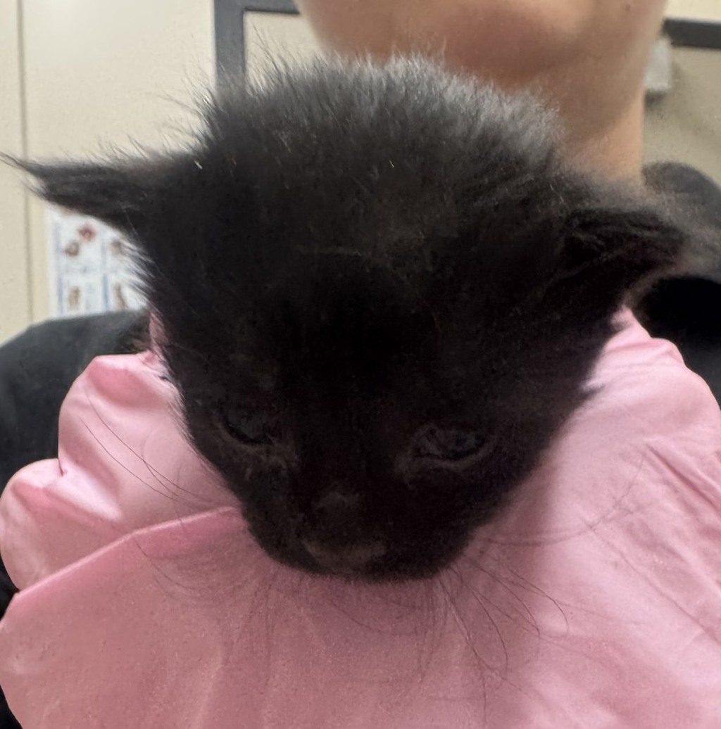 Shelter Stray Female Cat last seen Near Wisconsin Avenue, El Cajon, CA, 92020, El Cajon, CA 92020, USA