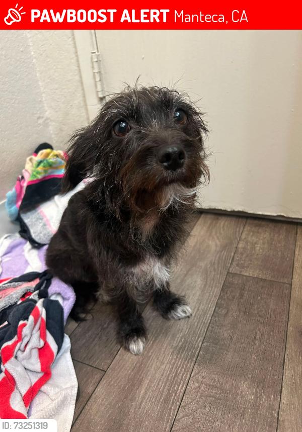 Lost Female Dog last seen Louise and Airport, Manteca, CA 95337