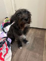 Lost Female Dog last seen Louise and Airport, Manteca, CA 95337