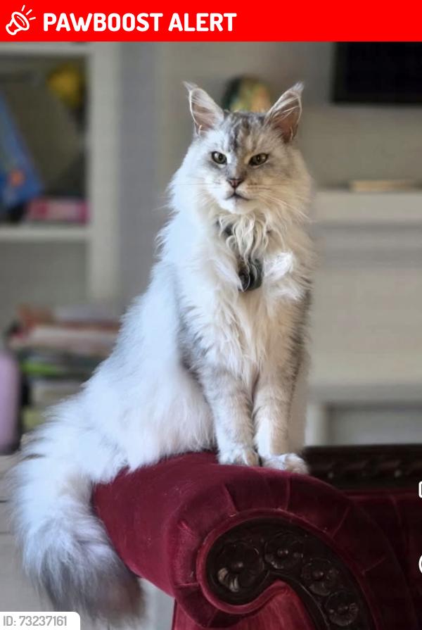 Lost Male Cat last seen Black River ests Subdivision in Madisonville, St. Tammany Parish, LA 70447
