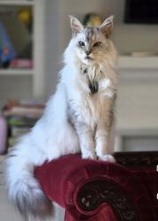 Lost Male Cat last seen Black River ests Subdivision in Madisonville, St. Tammany Parish, LA 70447