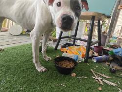 Found/Stray Female Dog last seen Garrow and sampson, Houston, TX 77003