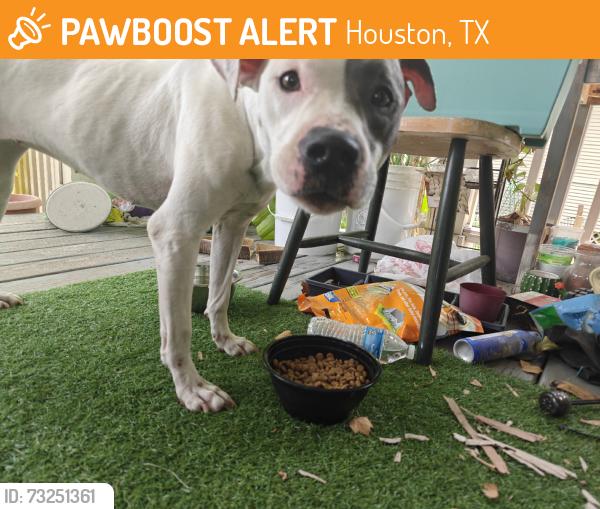 Found/Stray Female Dog last seen Garrow and sampson, Houston, TX 77003