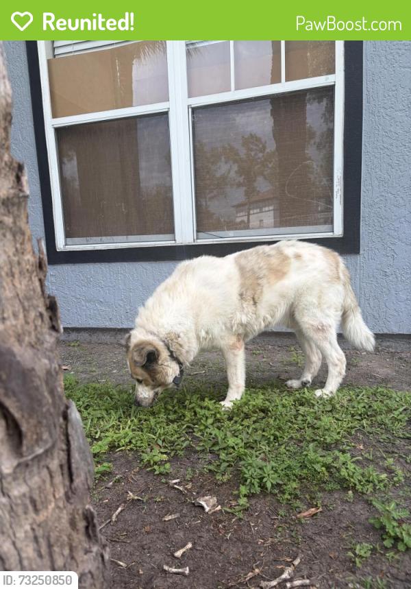 Reunited Male Dog last seen Castle pines lane, Orlando, FL 32839