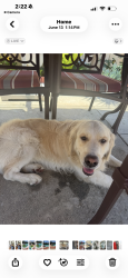 Lost Male Dog last seen Willie burke, Downey, CA 90241