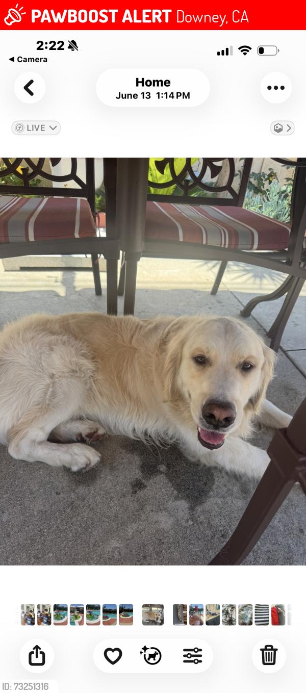 Lost Male Dog last seen Willie burke, Downey, CA 90241