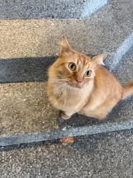 Found/Stray Male Cat last seen Tilley Rd and Violet Prairie, Tenino, WA 98589