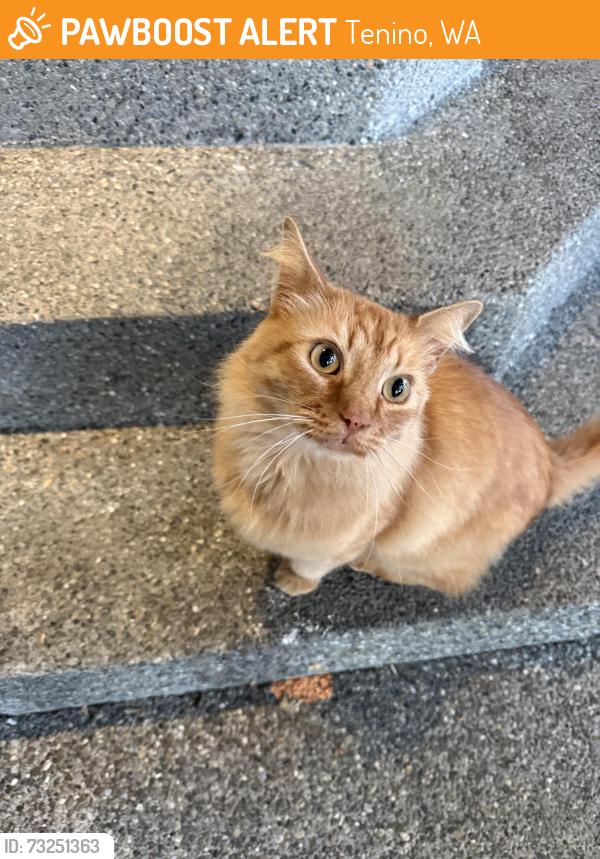 Found/Stray Male Cat last seen Tilley Rd and Violet Prairie, Tenino, WA 98589