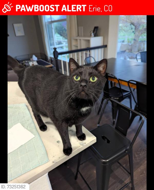 Lost Male Cat last seen right next to luvin arms animal sanctuary, Erie, CO 80516