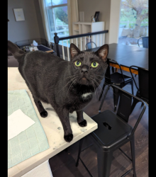 Lost Male Cat last seen right next to luvin arms animal sanctuary, Erie, CO 80516