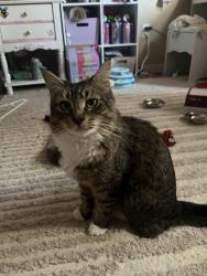 Lost Female Cat last seen Riverstone cda, Coeur d'Alene, ID 83814