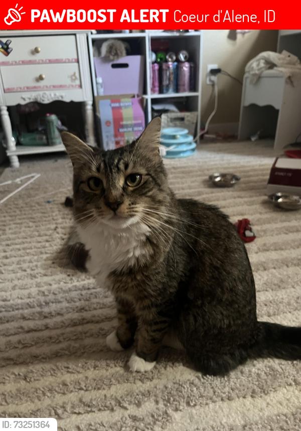Lost Female Cat last seen Riverstone cda, Coeur d'Alene, ID 83814