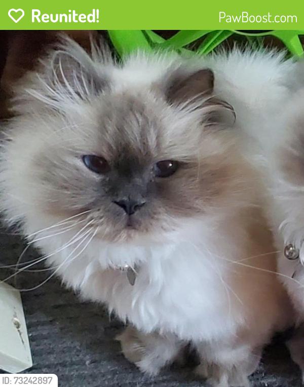 Reunited Male Cat last seen Near Willowbrook Ave, Stratham, NH 03885